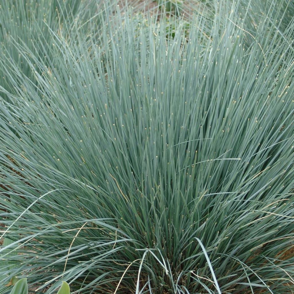 Avoine bleue - Helictotrichon sempervirens