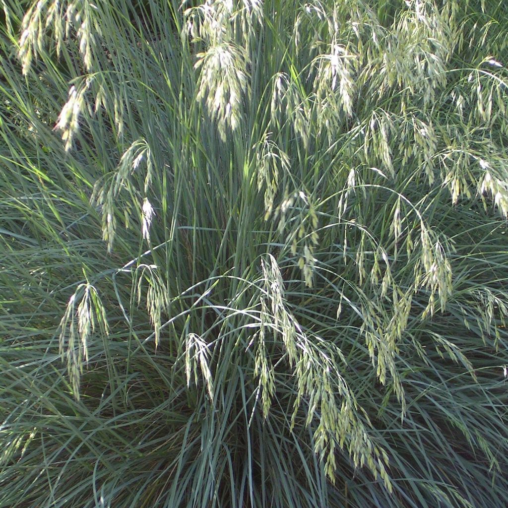 Avoine bleue - Helictotrichon sempervirens