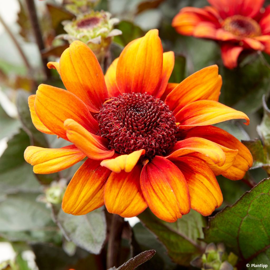 Heliopsis Luna Roja - Héliopsis faux hélianthe