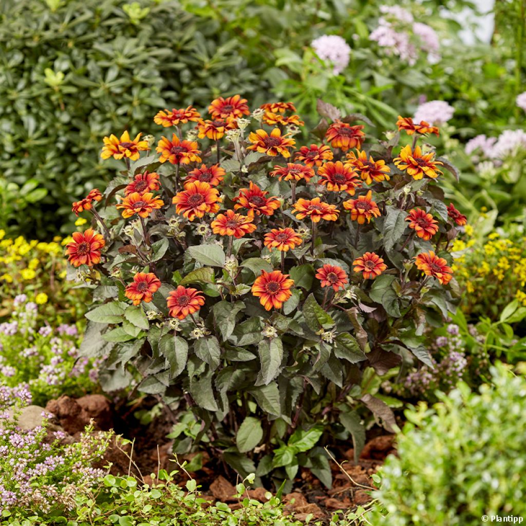 Heliopsis Luna Roja - Héliopsis faux hélianthe