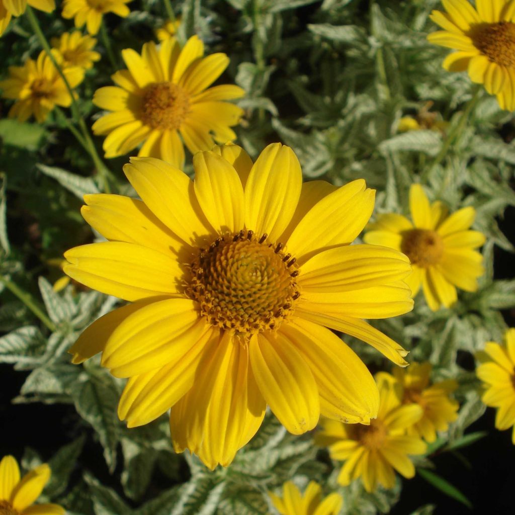 Heliopsis helianthoïdes Loraine Sunshine - Héliopsis faux hélianthe