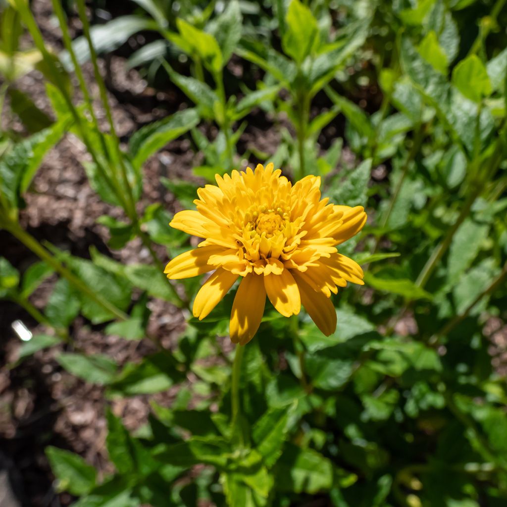 Heliopsis helianthoides Asahi - Héliopsis faux-héliante