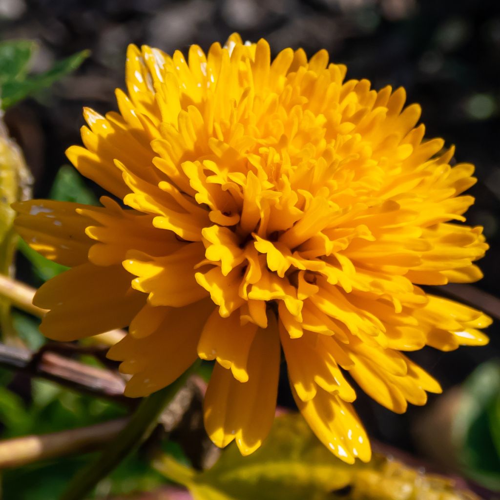 Heliopsis helianthoides Asahi - Héliopsis faux-héliante