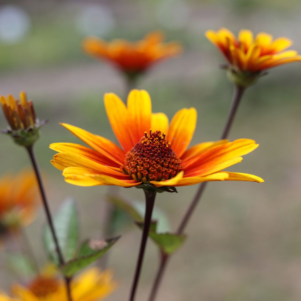 Heliopsis helianthoides Burning Hearts - Héliopsis faux hélianthe 