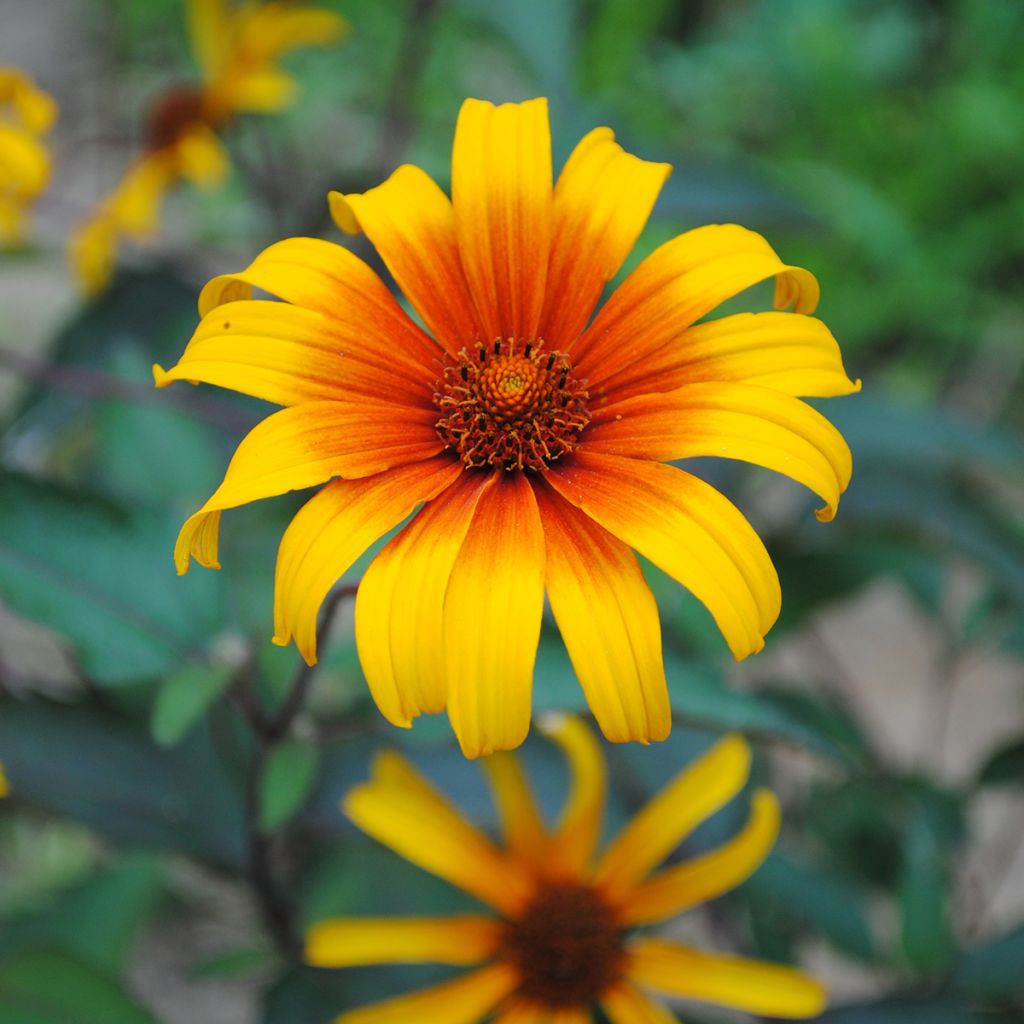 Heliopsis helianthoides Burning Hearts - Héliopsis faux hélianthe 