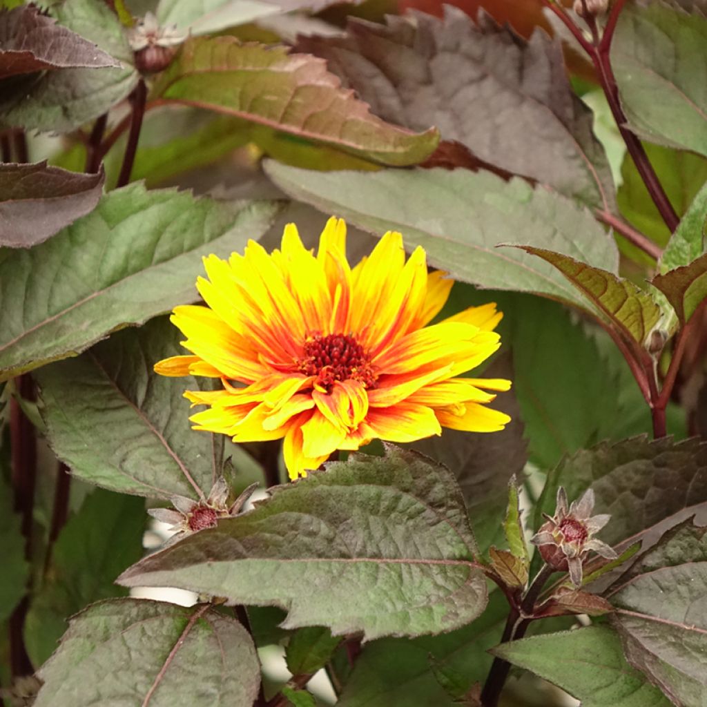 Heliopsis helianthoides Funky Spinner - Héliopsis faux-hélianthe