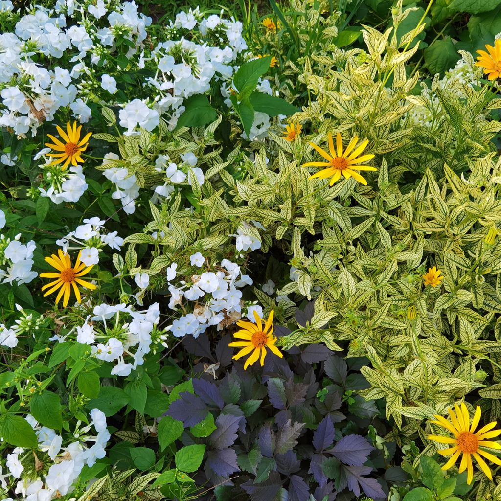 Heliopsis helianthoïdes Loraine Sunshine - Héliopsis faux hélianthe