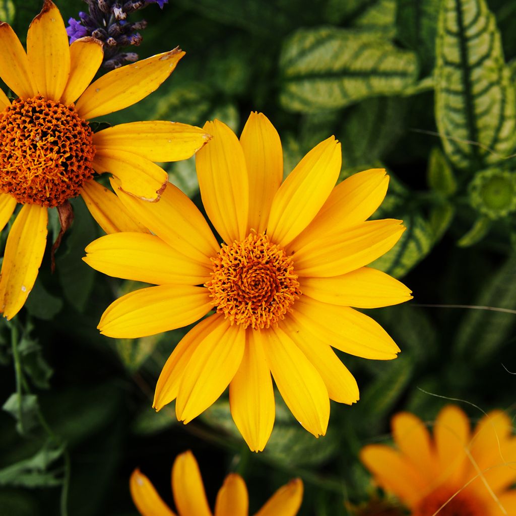 Heliopsis helianthoïdes Loraine Sunshine - Héliopsis faux hélianthe