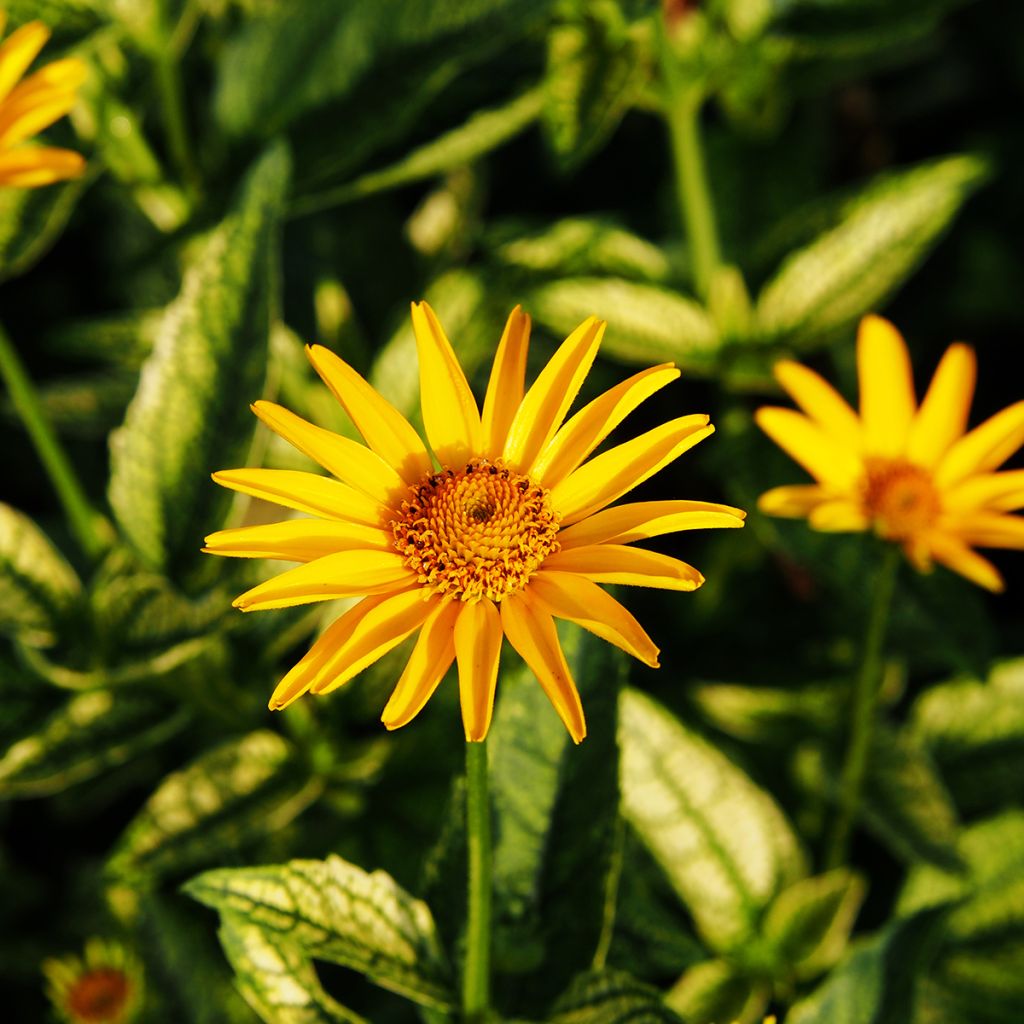 Heliopsis helianthoïdes Loraine Sunshine - Héliopsis faux hélianthe