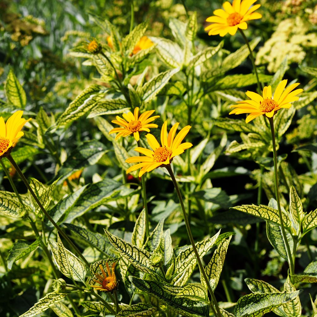 Heliopsis helianthoïdes Loraine Sunshine - Héliopsis faux hélianthe