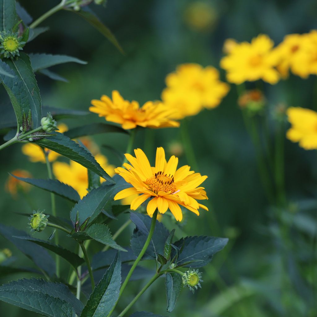 Heliopsis helianthoides Tuscan Sun - Héliopsis faux-hélianthe.