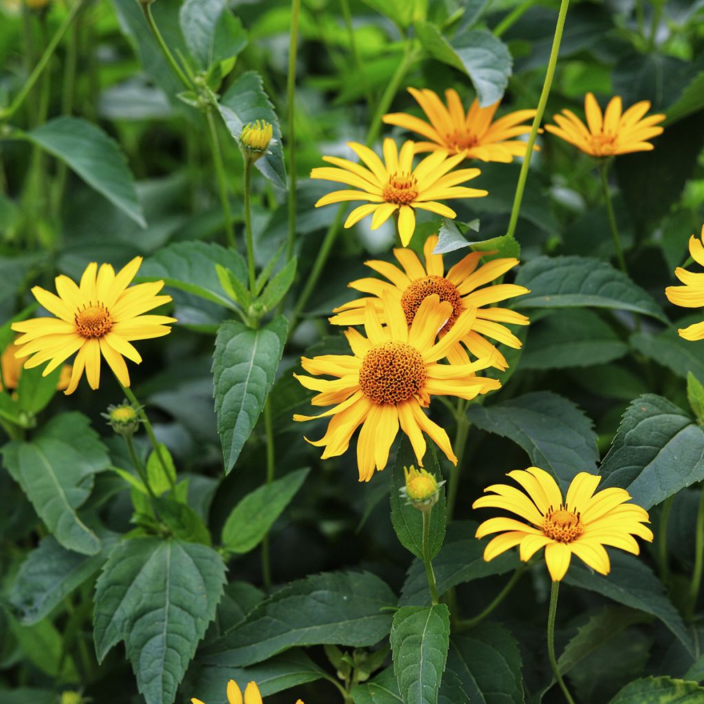 Heliopsis helianthoides Tuscan Sun - Héliopsis faux-hélianthe.