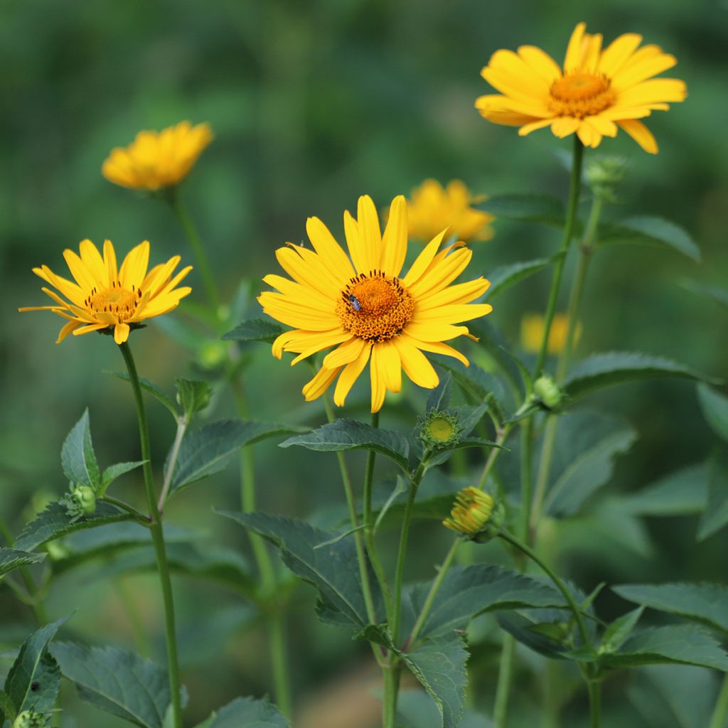 Heliopsis helianthoides Tuscan Sun - Héliopsis faux-hélianthe.