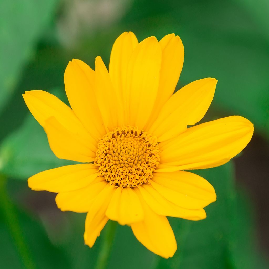 Heliopsis helianthoides Tuscan Sun - Héliopsis faux-hélianthe.