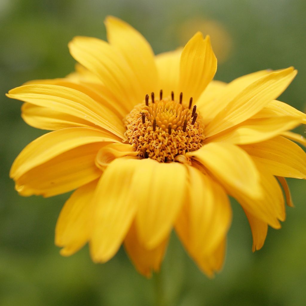 Heliopsis helianthoides Venus - Héliopsis faux-hélianthe