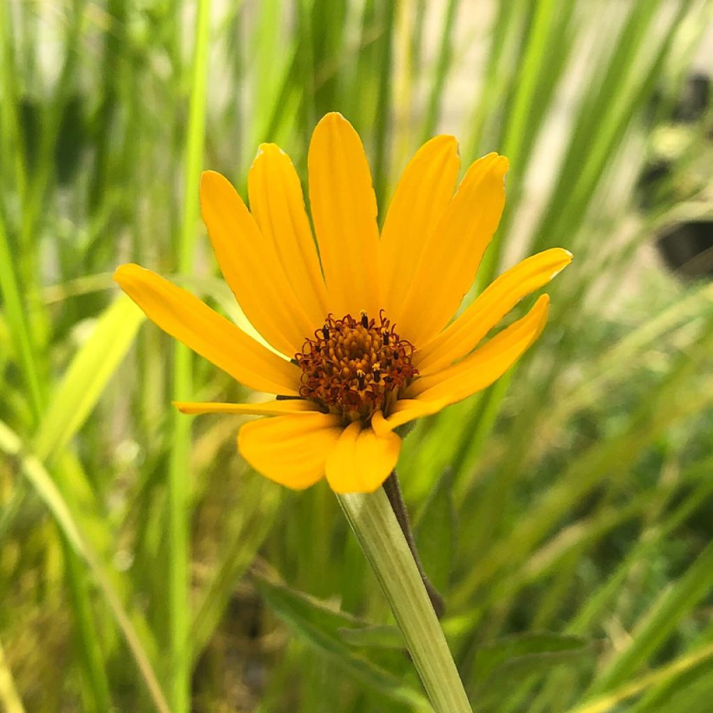 Heliopsis helianthoïdes var. scabra Summer Nights