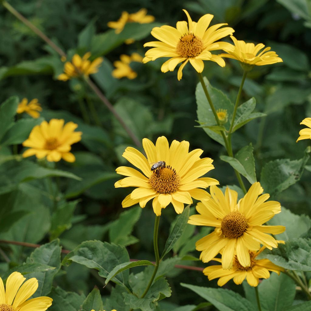 Heliopsis helianthoïdes var. scabra