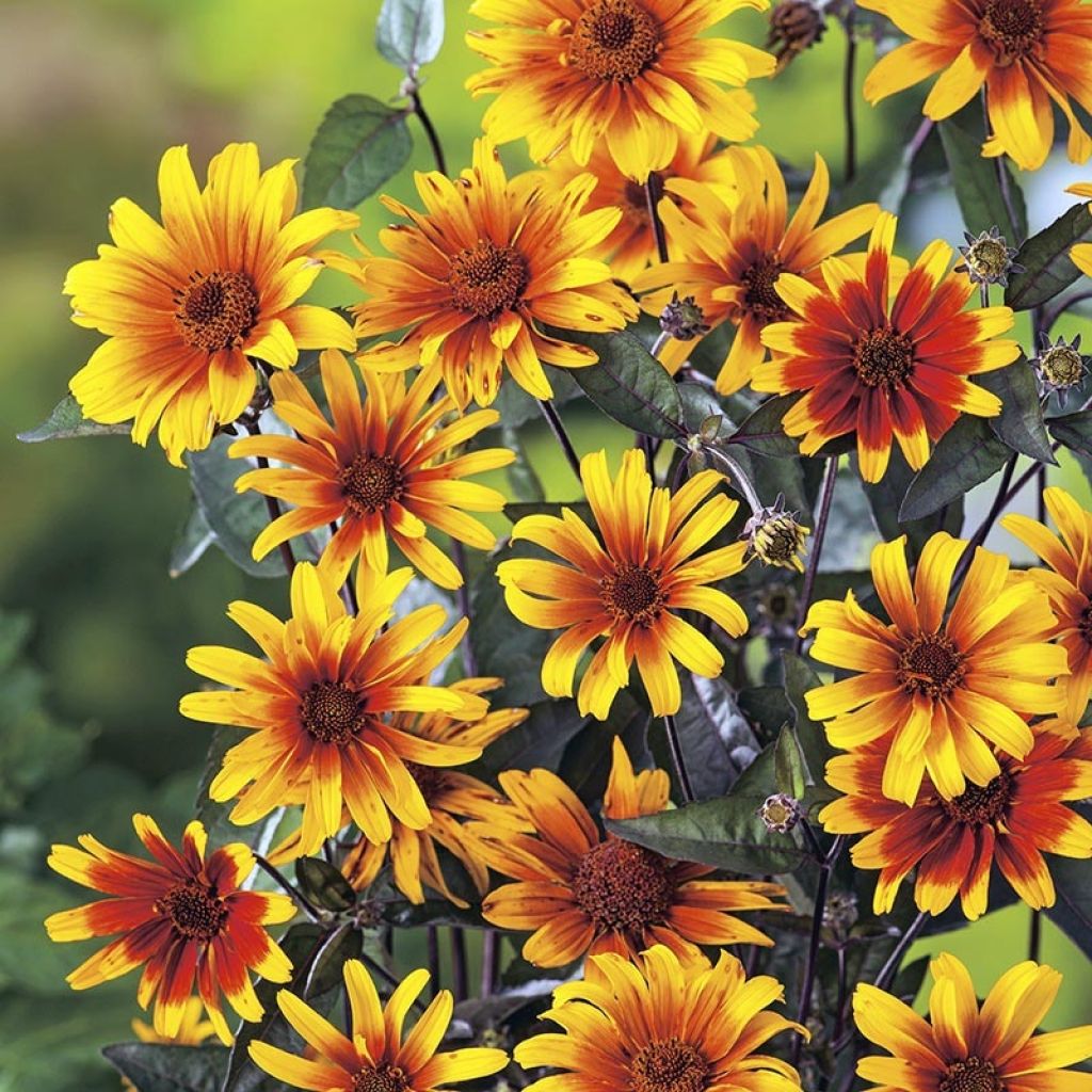 Heliopsis helianthoides Burning Hearts - Héliopsis faux hélianthe 