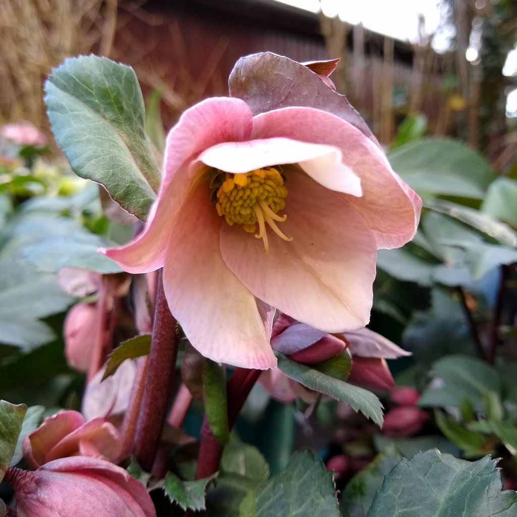 Hellebore Ericmisthii