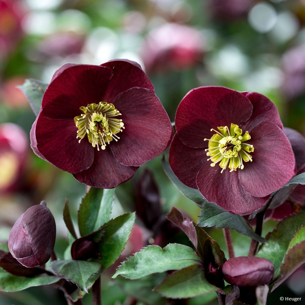 Hellebore Ice and Roses Barolo