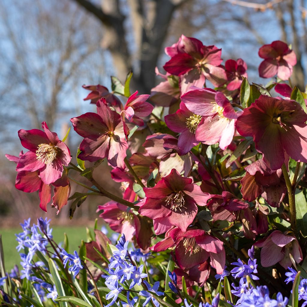 Hellebore Walberton's Rosemary - Rose de Noël hybride