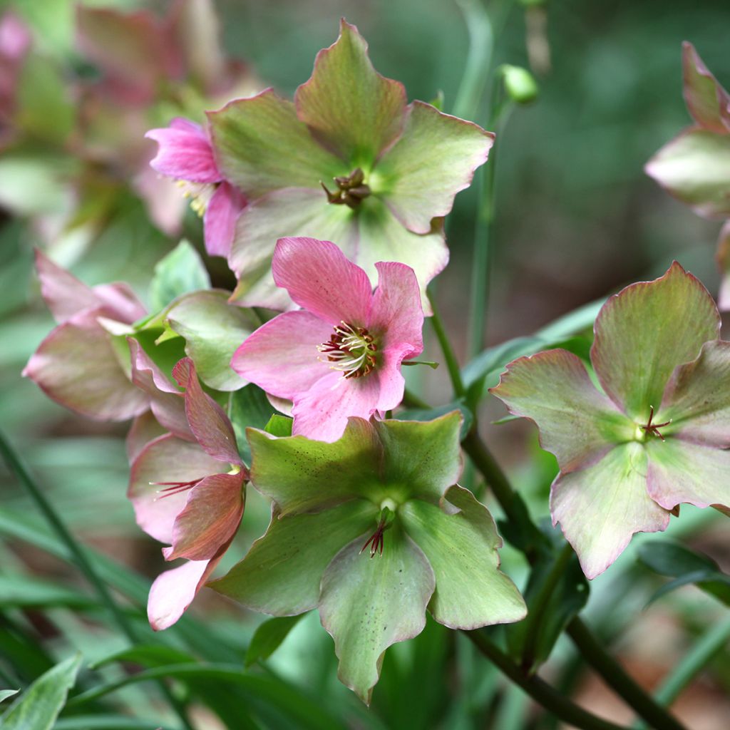 Hellebore Walberton's Rosemary - Rose de Noël hybride