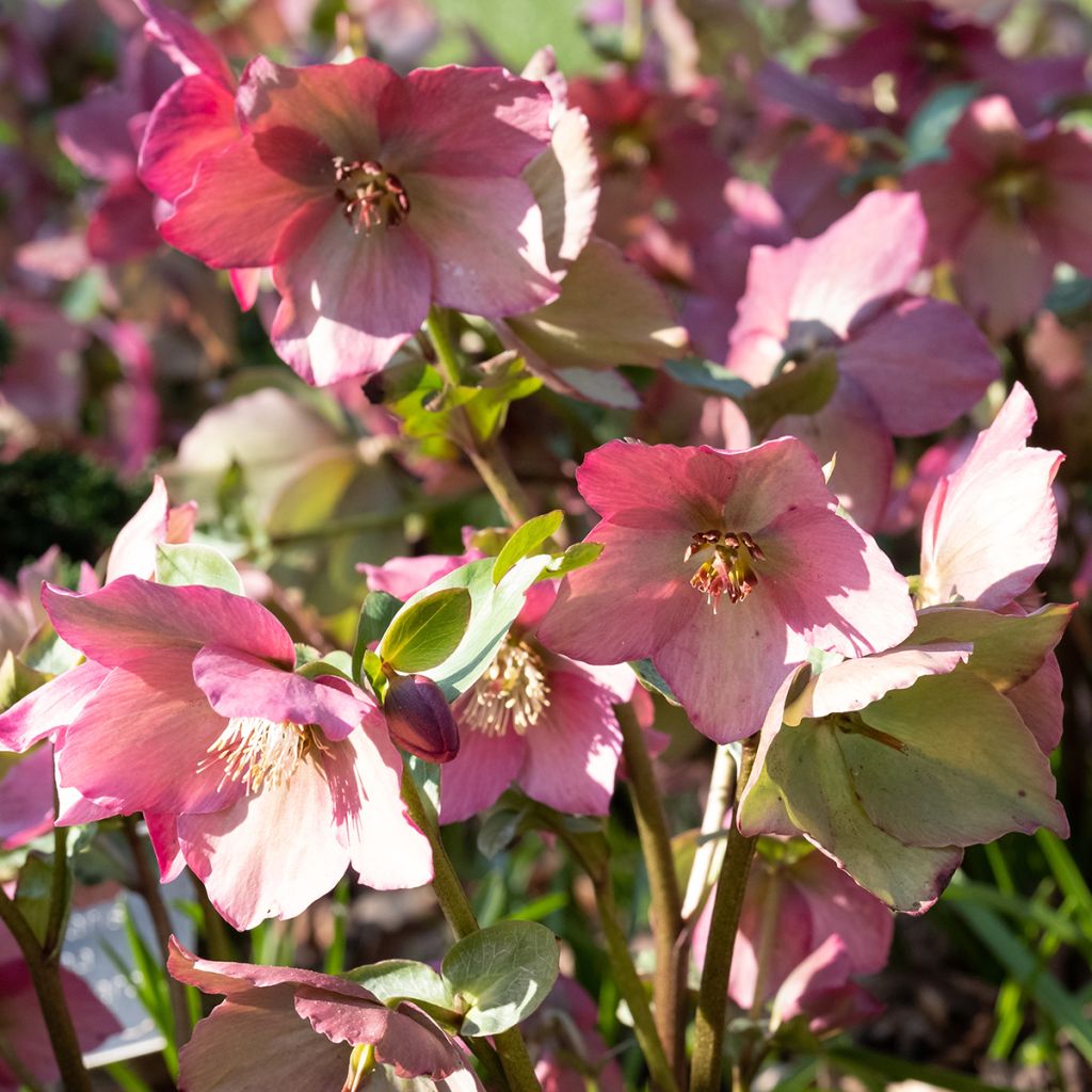 Hellebore Walberton's Rosemary - Rose de Noël hybride