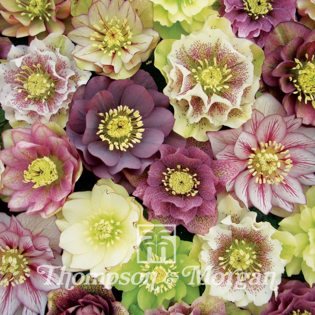 Hellebore Washfield Doubles