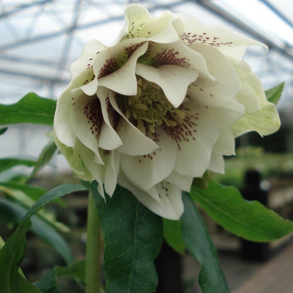 Hellebore Orientale anémone guttatus