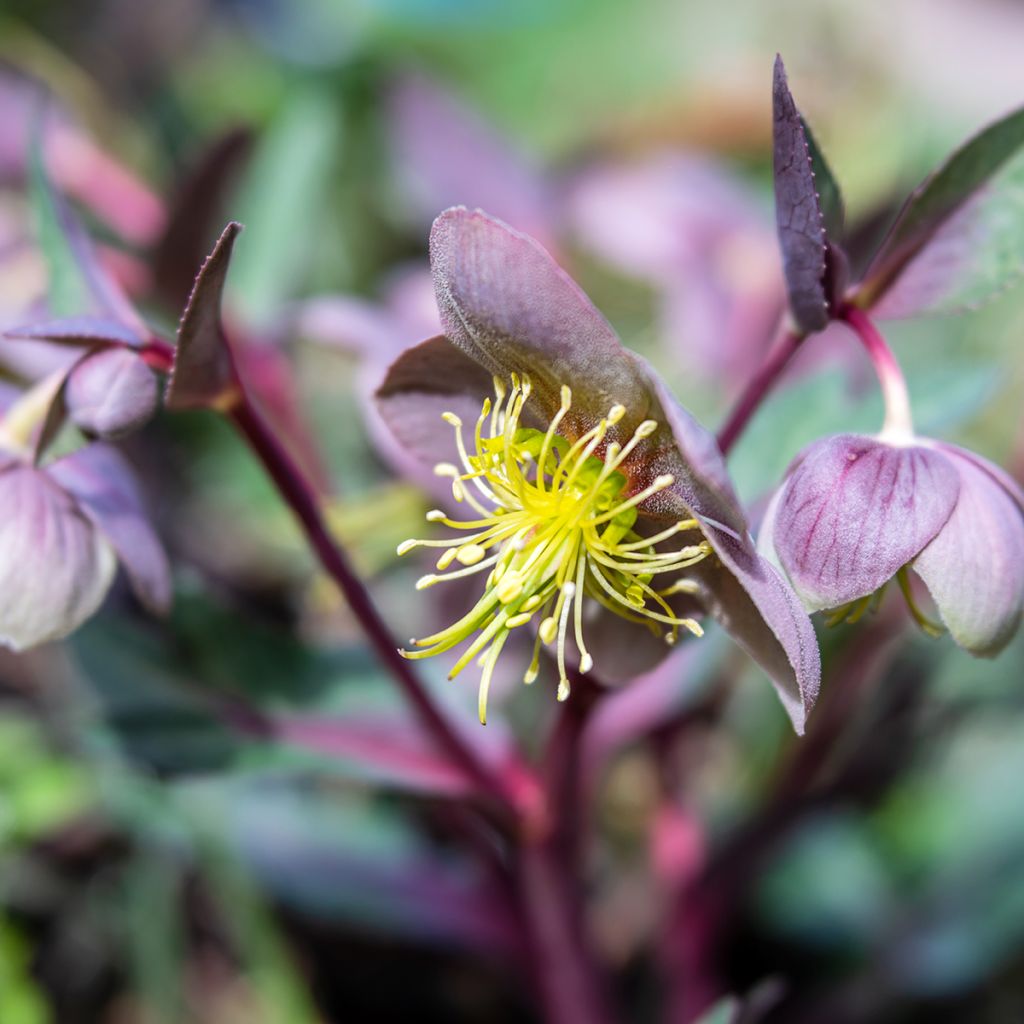 Hellebore lividus