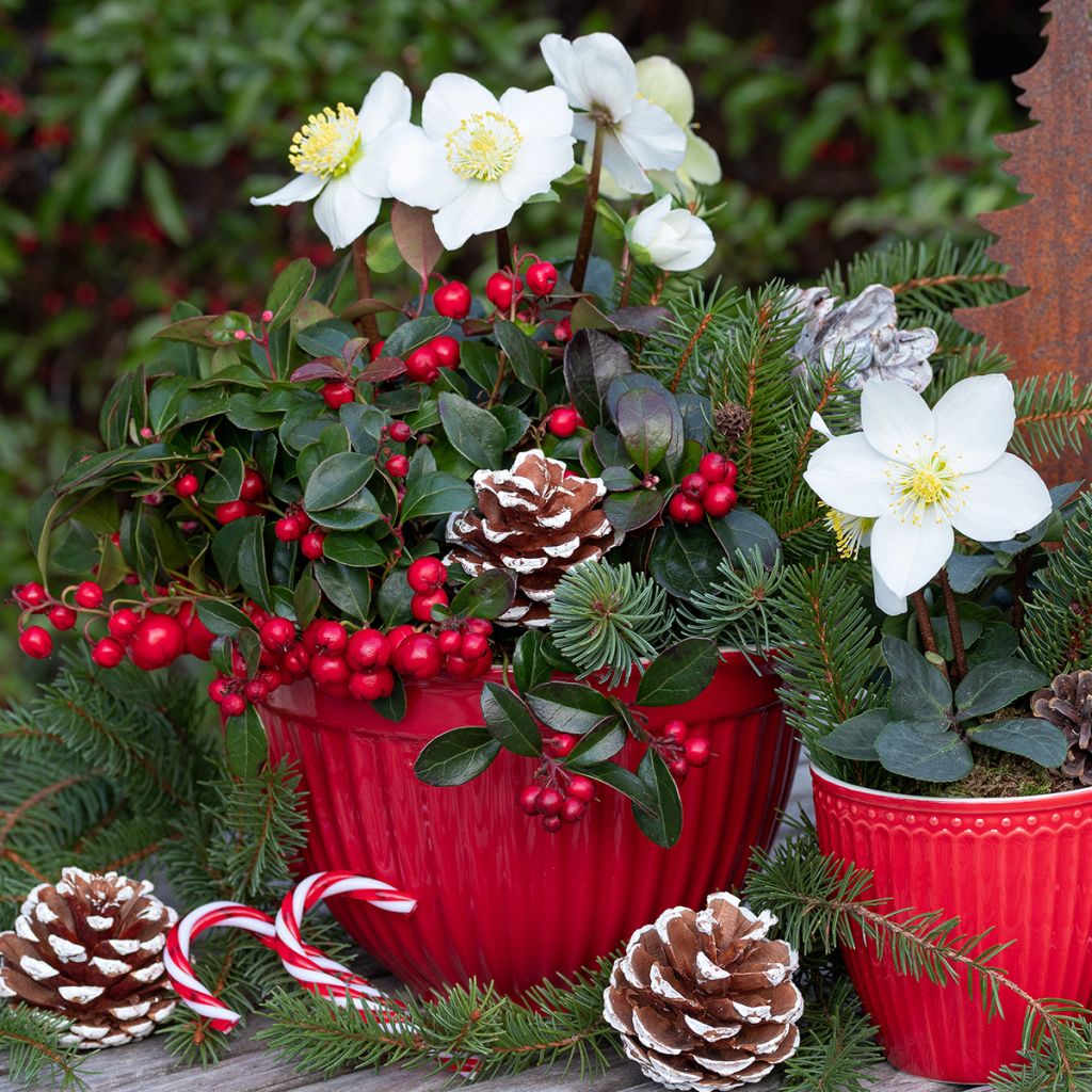 Hellébore niger - Rose de Noël