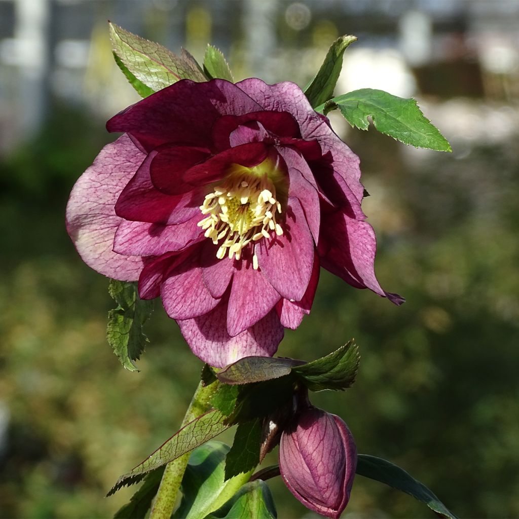 Hellébore orientale Magic Double Rouge