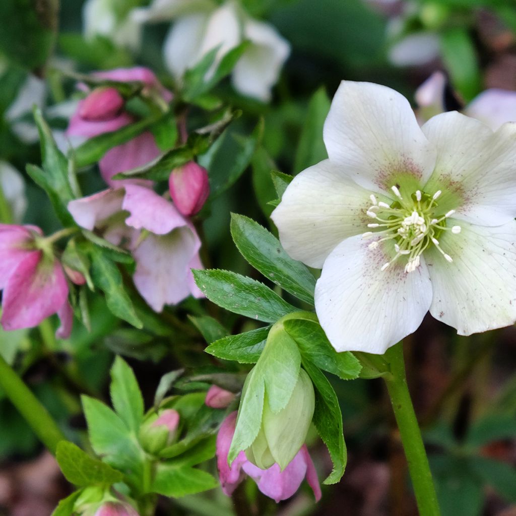 Hellebore Orientale mélange en godet 8/9cm