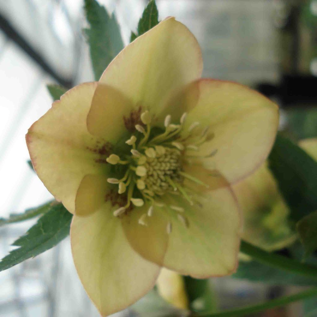 Hellebore orientale guttatus abricot