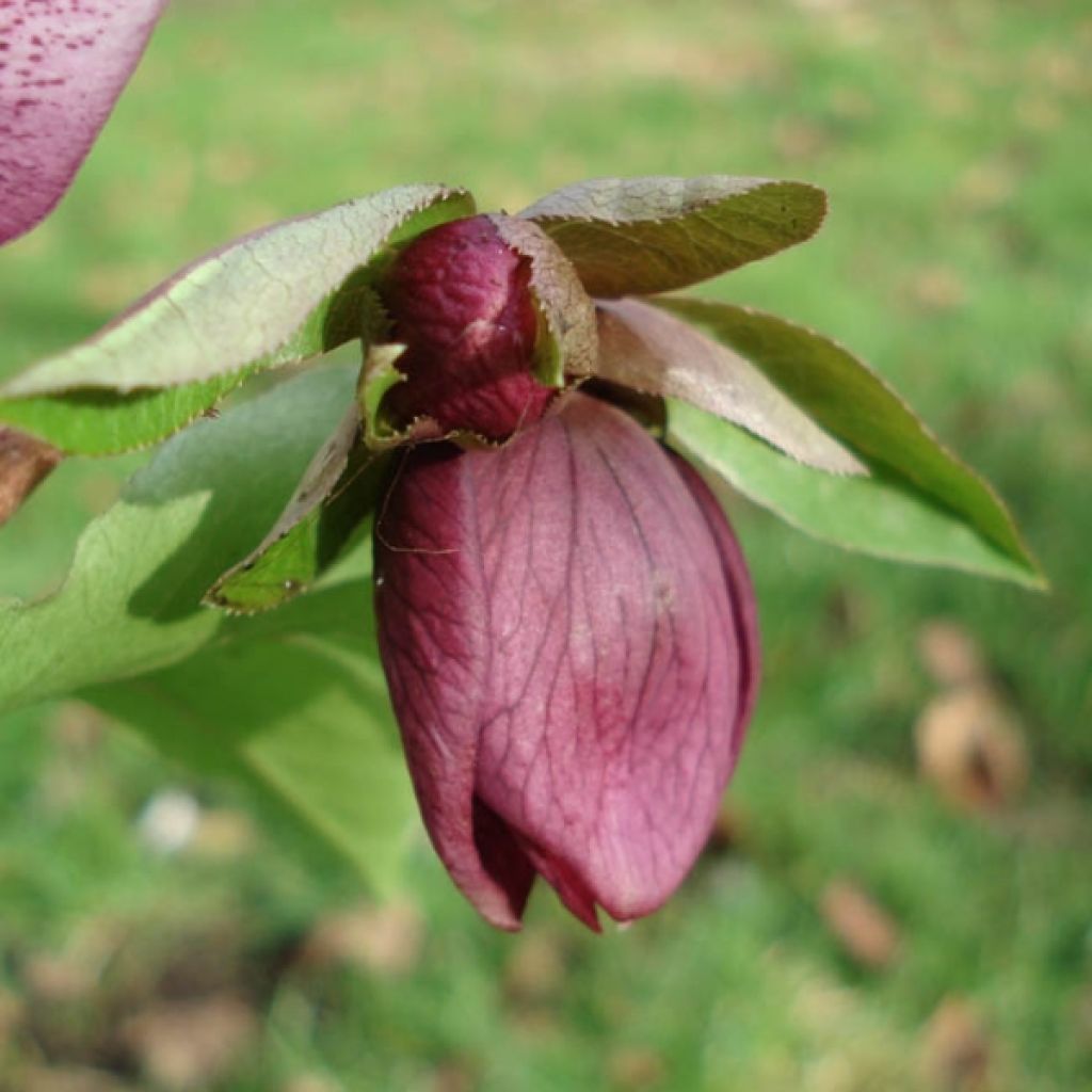 Hellebore Orientale Dark