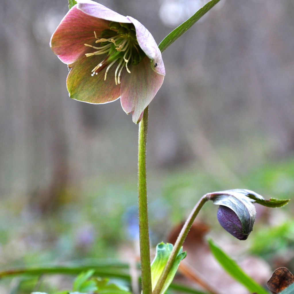 Hellébore purpurascens