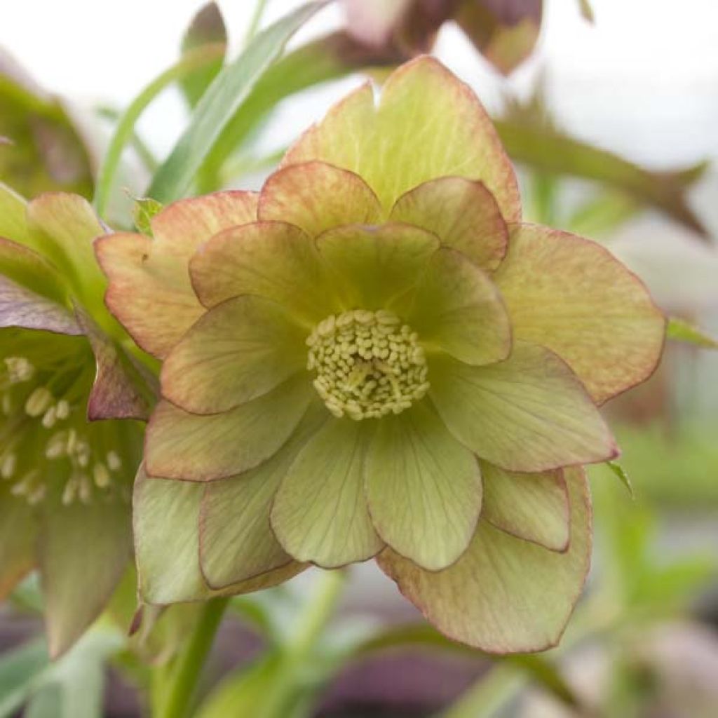 Hellebore Torquatus Party Dress Hybriden