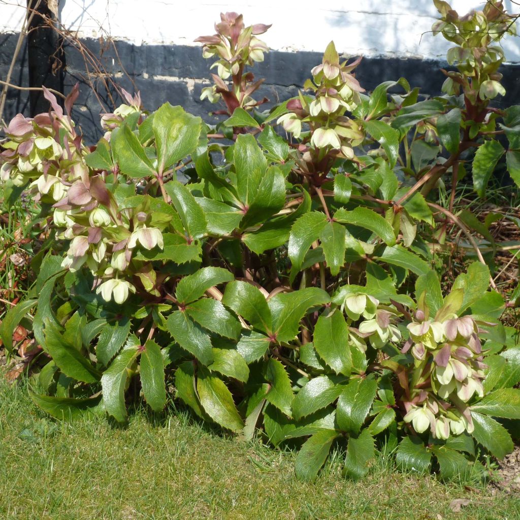 Hellébore  de Corse - Helleborus argutifolius 