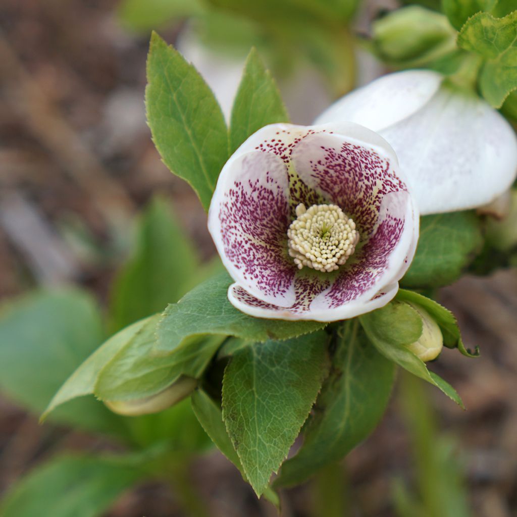 Helleborus Spotted hybride