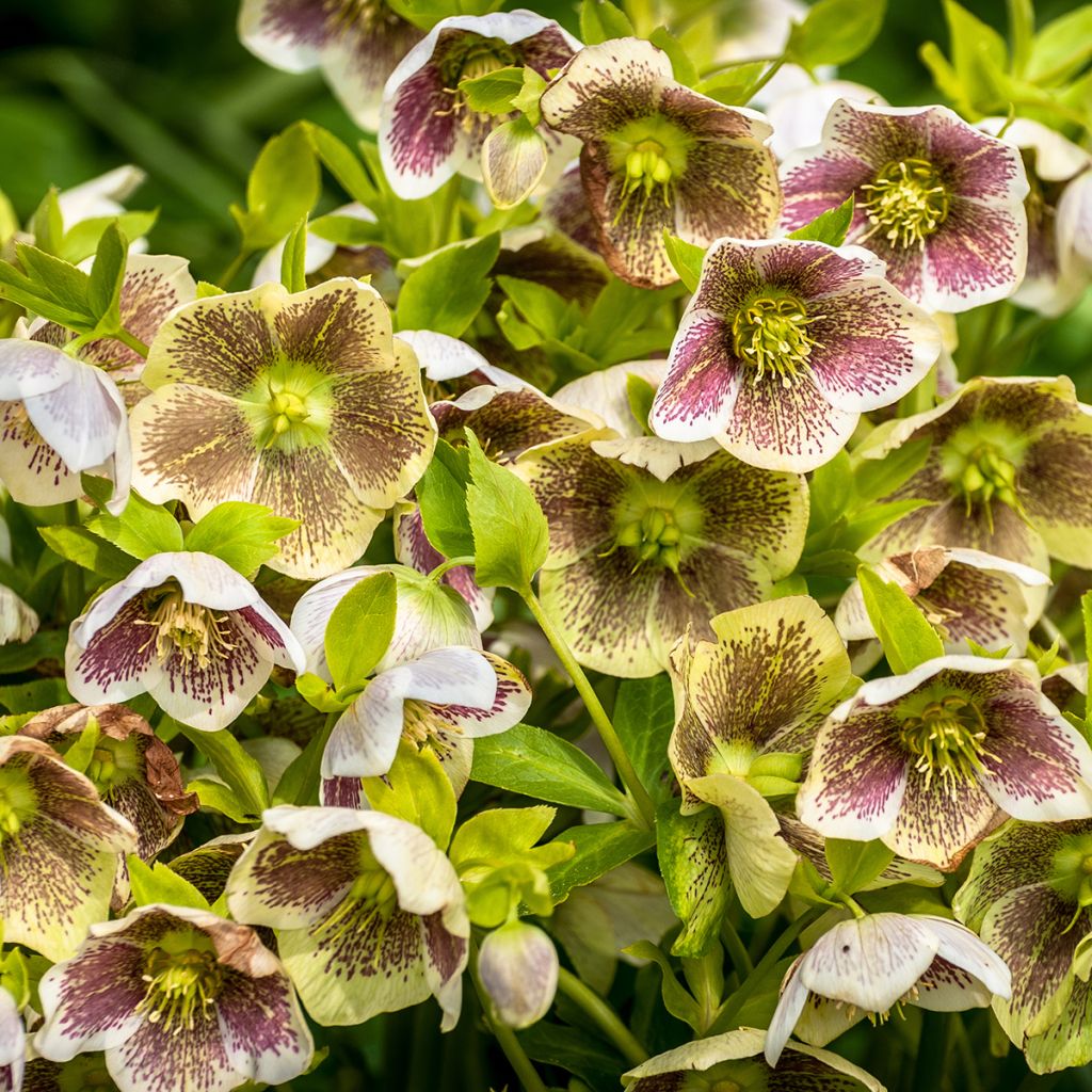 Helleborus Spotted hybride