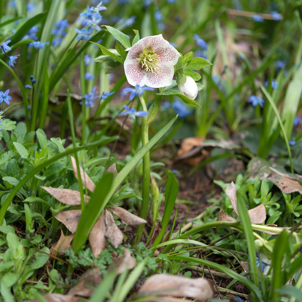 Helleborus Spotted hybride