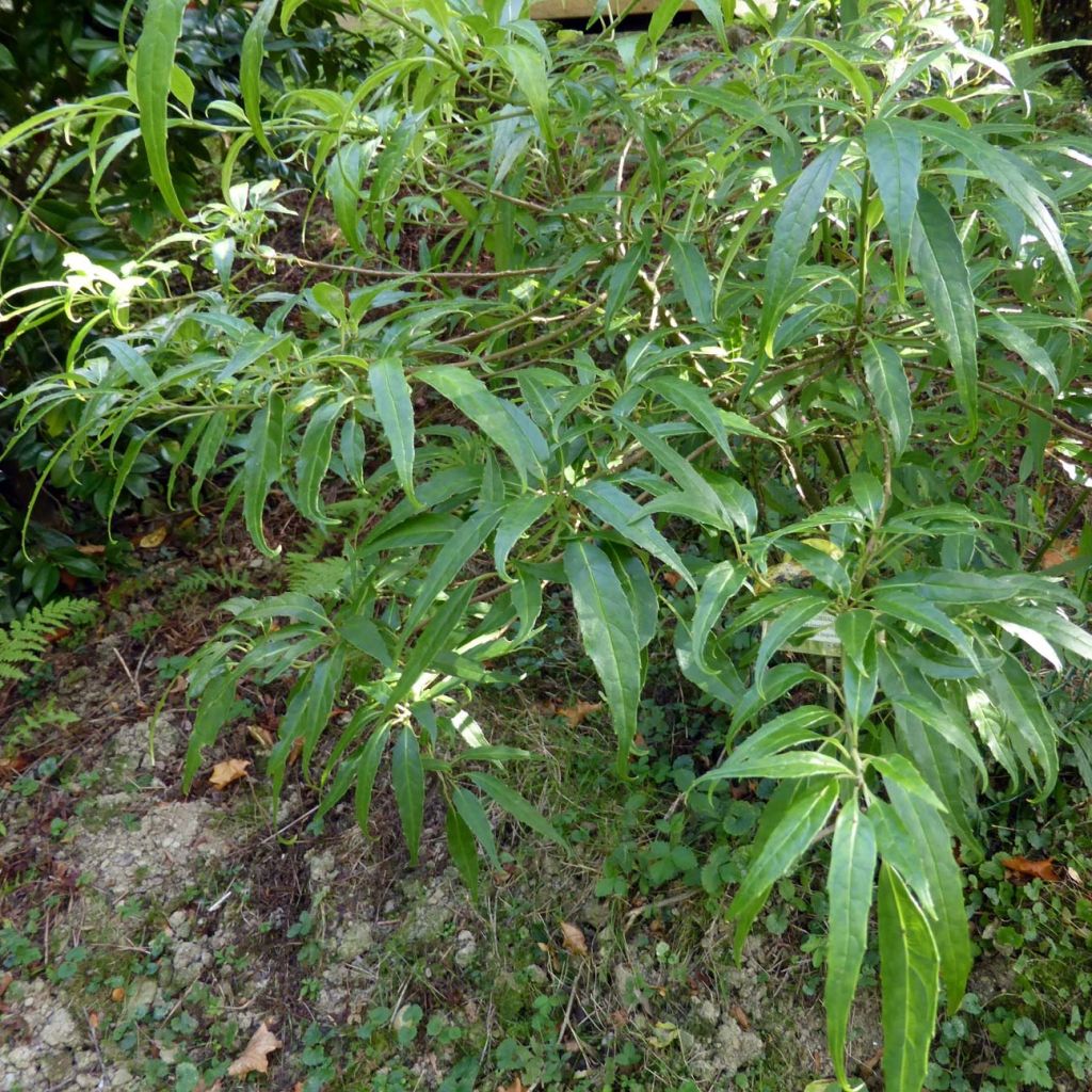 Helwingia himalaica - Helwingie de l'Himalaya