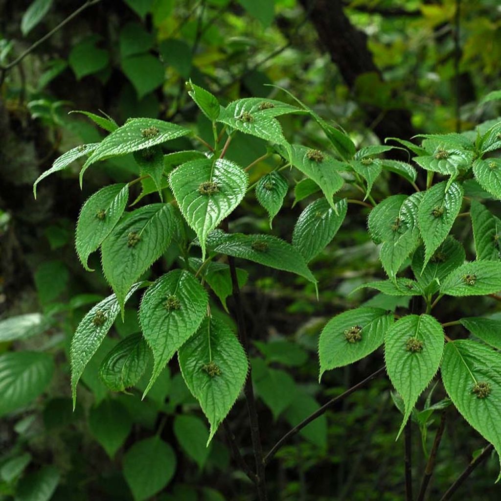 Helwingia japonica - Helwingie du Japon