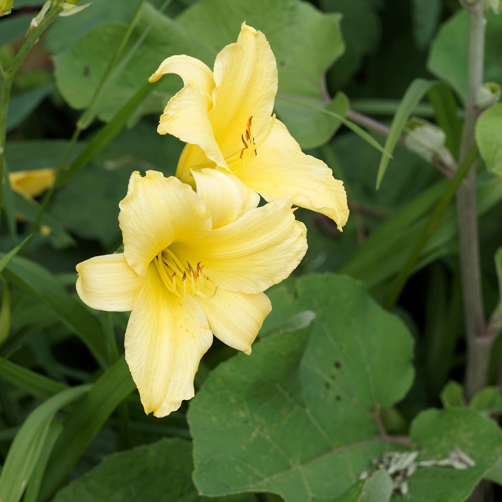 Hémérocalle Alice in Wonderland - Lis d'un Jour jaune citron, coeur vert.