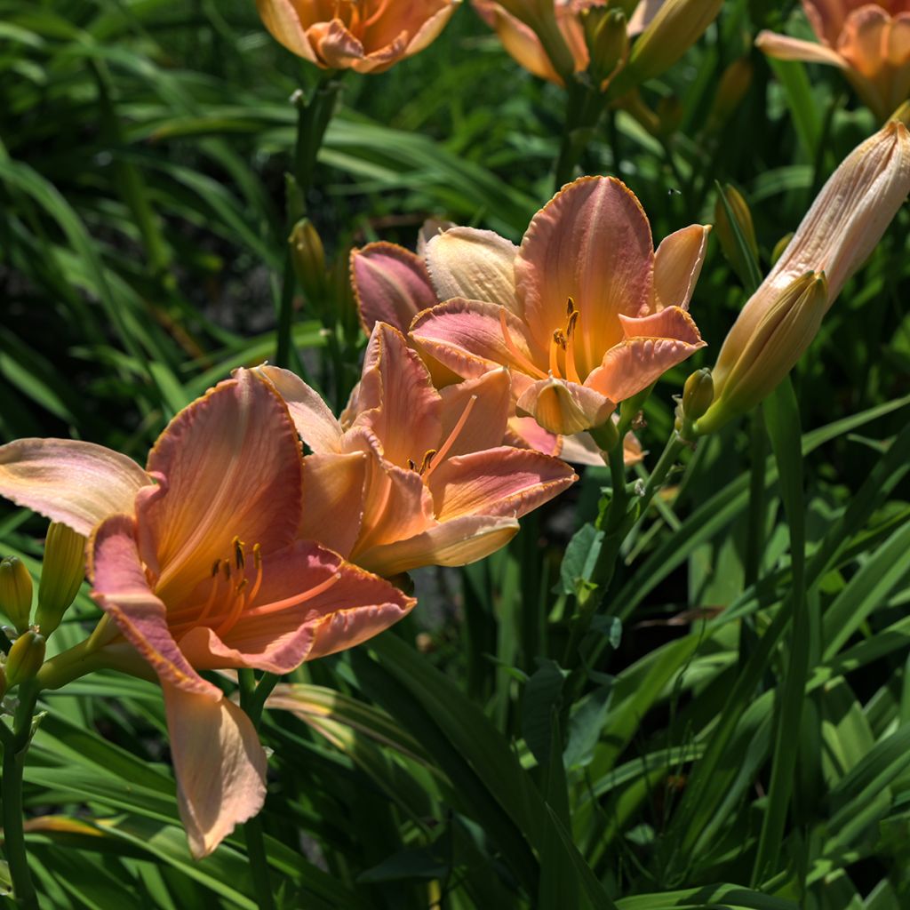 Hémérocalle Everydaylily Cerise - Lis d'un jour