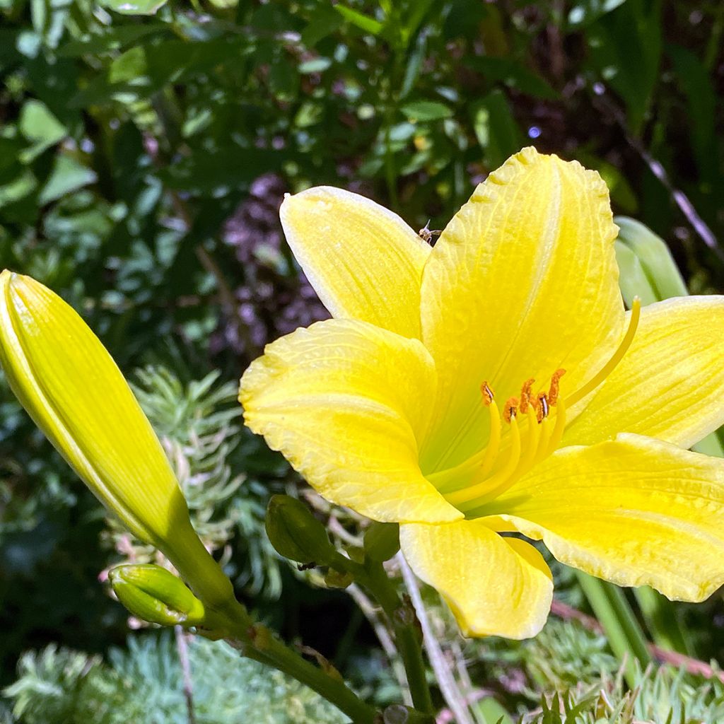 Hémérocalle Green Flutter - Lis d'un Jour blanc verdâtre