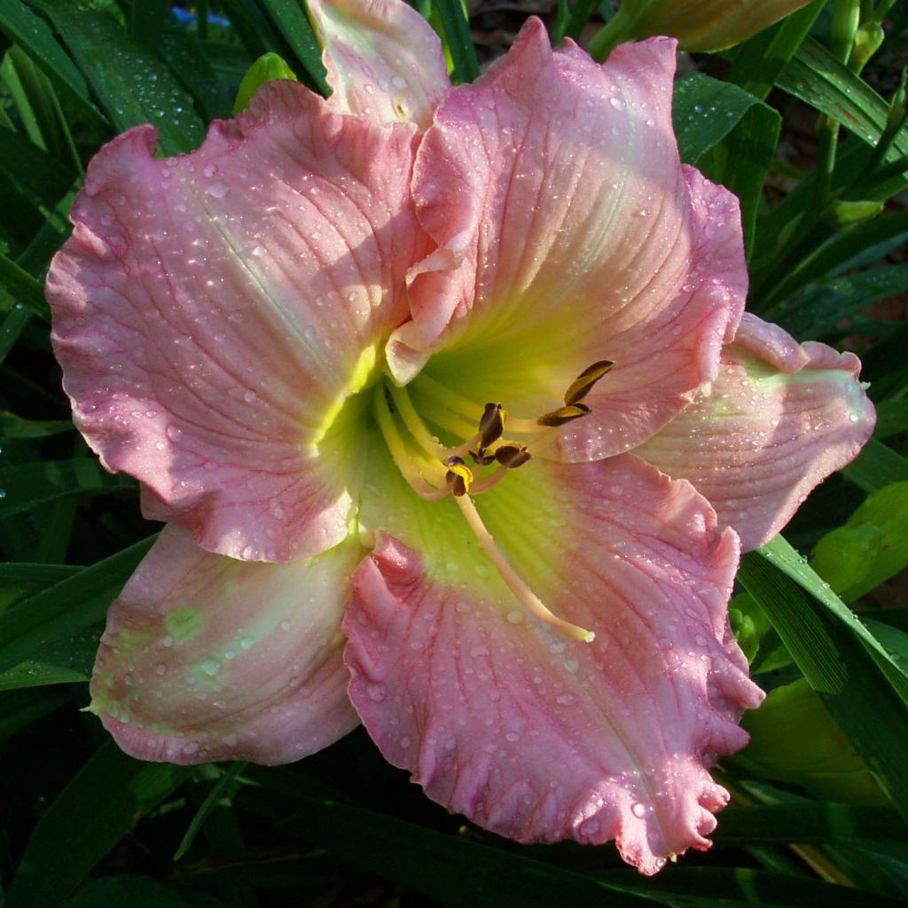 Hémérocalle Pink Flirt