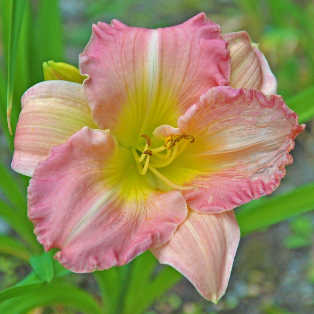 Hémérocalle Pink Flirt