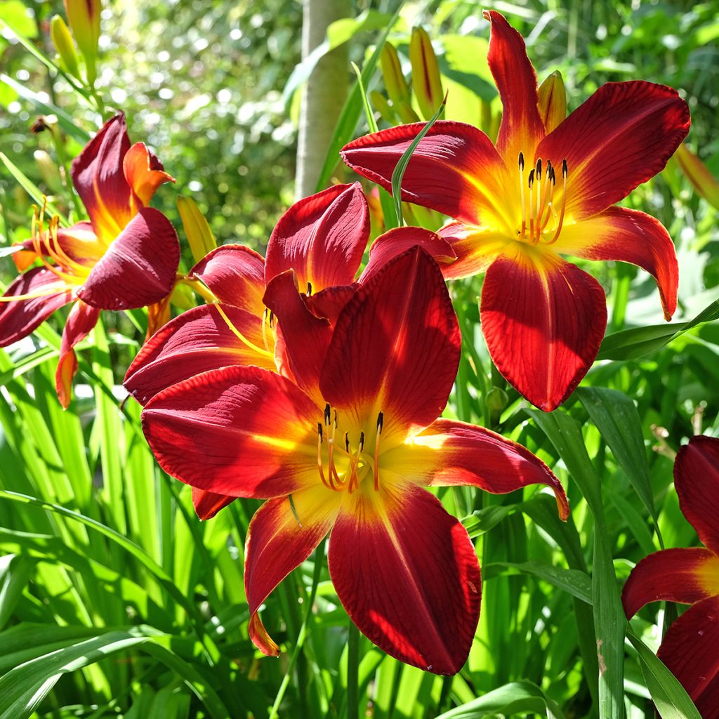 Hémérocalle Ruby Spider - Lis d'un jour rouge rubis et jaune.