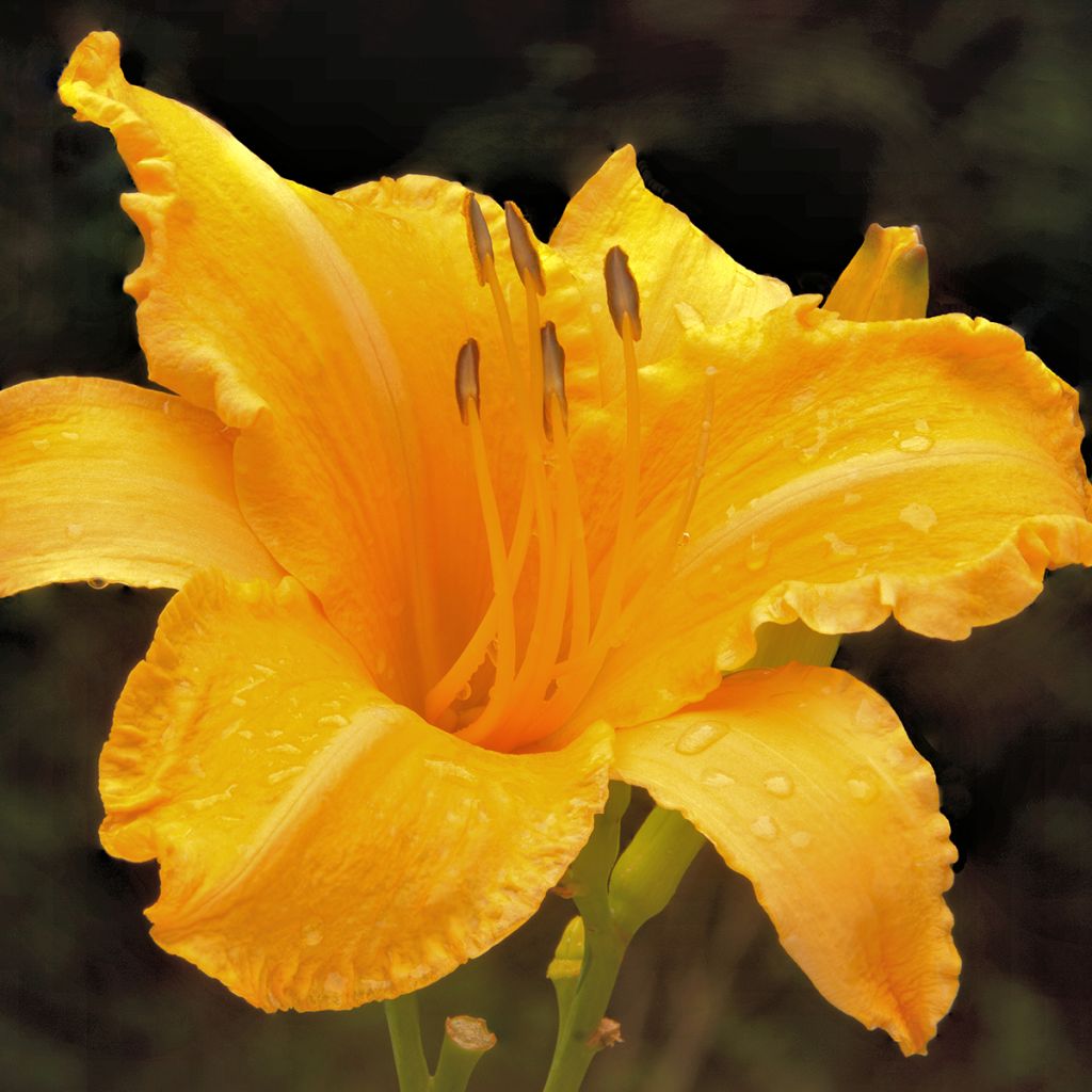 Hémérocalle Ruffled Apricot - Lis d'un jour abricot